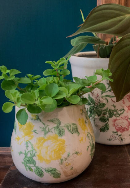 Plantes